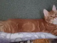 Котенок мейнкун (кот), фотография 1