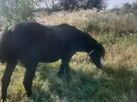 Конь, фотография 5