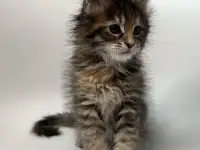 Мейн кун, фотография 5