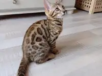Чистокровные бенгальские котята, фотография 5