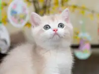Британские котята из питомника. Мальчик Амур., фотография 7