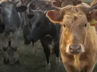 Закупаем быков , коров , лошадей.Дорого.