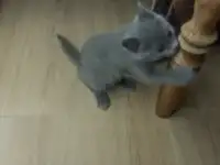 Британский котенок голубого окраса., фотография 4