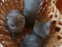 Шотландские котята, фотография 6