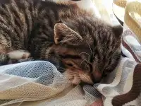 Котенок в добрые руки, фотография 3