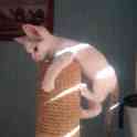 Котёнок ищет дом, фотография 6