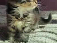 Котята ищут дом
