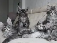 Котята мейн кун!, фотография 2
