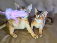 Абиссинские котята  грация и интеллект в вашем доме, фотография 4