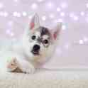 Породистые щенки Сибирской Хаски, фотография 2