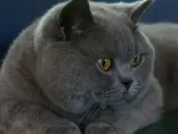 Британский короткошёрстный. Вязка.