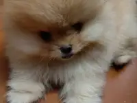 Померанский шпиц