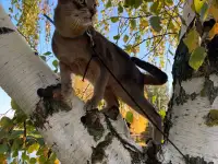 Котята, фотография 10