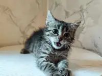Кошечка в надёжные руки