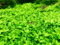 Аквариумные растения Монте Карло (Micranthemum sp. Monte Carlo, фотография 2