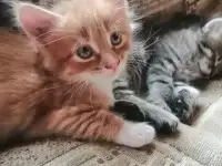 Котята в дар, фотография 8