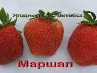 Купить САЖЕНЦЫ КЛУБНИКИ -50 сортов - в Минске  с питомника, фотография 12