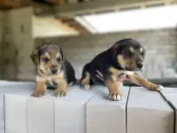 Щенки русской и русской пегой гончей, фотография 4