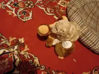 Продать щенка пуделя( девочка), фотография 2