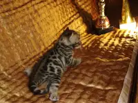 Роскошные бенгальские котята, фотография 6