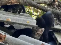 Котята нужен дом срочно помогите, фотография 4