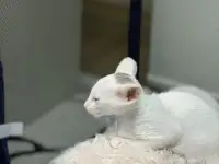Ориентальный котенок, фотография 3