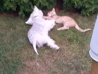 Котенок в добрые руки, фотография 6