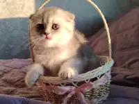 Котята страйты и фолды., фотография 4