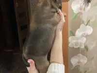 Французский бульдог, фотография 5