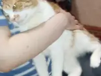 Чудесный рыжий котик Бонечка ищет дом и семью!, фотография 12