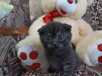 Шотландские котята, фотография 2