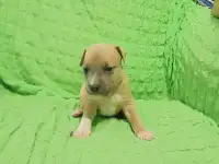 Щенки Амстаффа, фотография 3