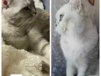 Шотландские милашки, фотография 8
