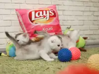 Котята шотландские, фотография 3