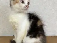 КОТЕНОК, фотография 2