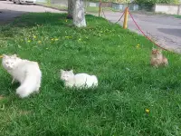 МОЛОДОЙ, БЕЛОСНЕЖНЫЙ КОТИК С ГУСТОЙ РОСКОШНОЙ ШЕРСТКОЙ В ДОБРЫЕ РУКИ!!!, фотография 2