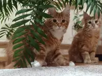 Котенок мейнкун (кот), фотография 5