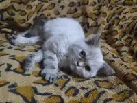 Шотландские котята, фотография 3