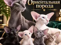 Котята ориентальной породы