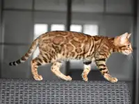 Бенгальские котята: девочка, фотография 5