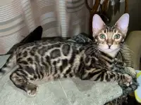 Бенгальский котенок (мальчик), фотография 2