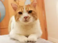 Чудесный рыжий котик Бонечка ищет дом и семью!, фотография 2