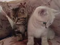Котята, фотография 5