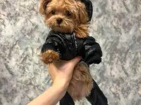 мини мальтипу ф1 девочка и мальчик  maltipoo f1 girl, фотография 12