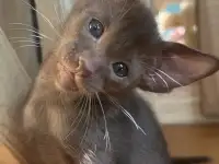 Ориентальные котята к продаже, фотография 3