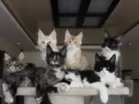 Мейн-кун котята!, фотография 5