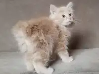 Курильский бобтейл, фотография 3