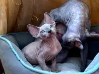 Канадский сфинкс котята, фотография 2