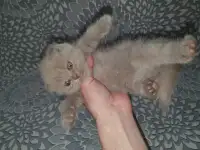 Продажа котят, фотография 11