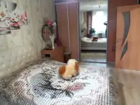 Продажа, Горбатова 27 кв 104, фотография 10